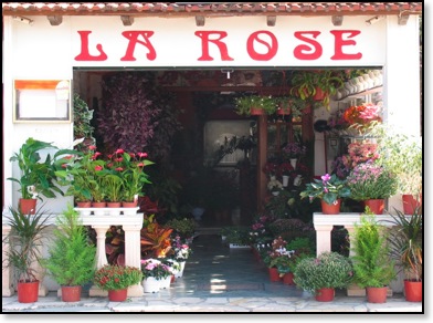 flowers-rose-sidari